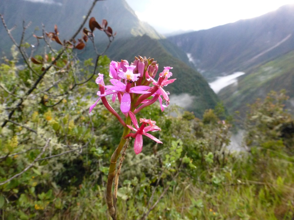 The smallest orchids in the world on the 4th day hike to Machu Picchu